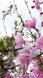 浪漫樱花樱花树视频