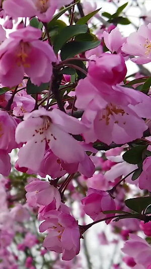 浪漫樱花樱花树48秒视频