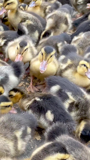 实拍成群的小鸭雏家禽农业养殖视频小黄鸭35秒视频