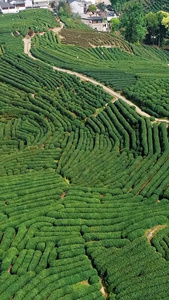 【旅游宣传片】浙江杭州十里琅珰茶园合集生态茶视频