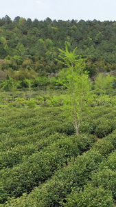 航拍苏州碧螺春茶园视频