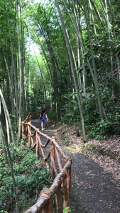 广东清远天子山景区竹林小道视频