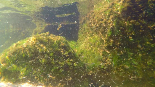 黄海水下海草视频