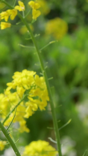 春天的盛开的油菜花春意黯然10秒视频