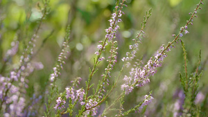 Calluna 鲜花在夏林开10秒视频