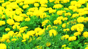 夏季横穿草原的墨西哥马龙金黄色花朵27秒视频