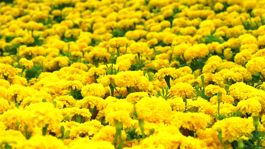 夏季横穿田地和草原的墨西哥马龙金黄色花朵视频