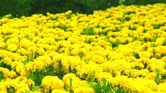 夏季横穿田地和草原的墨西哥马里戈德黄色花朵视频