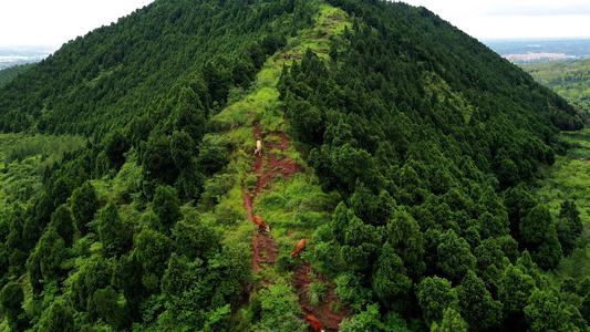 4K航拍四川金堂山坡上的牛群视频