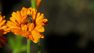 蜜蜂在橘色马龙花上19秒视频