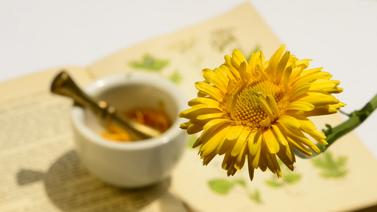 药用植物菊花视频