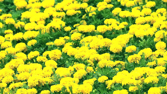 雨季时花朵盛开的田地视频