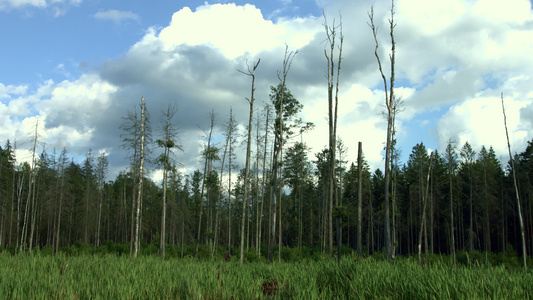在松树林附近茂密的草丛中生长干枯树木视频
