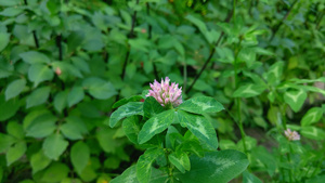 在花园里的花朵15秒视频