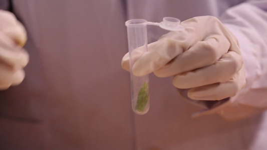 豆角中毒龙葵碱皂甙检测视频