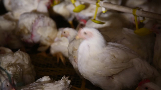 养鸡场饲养白羽鸡环境视频