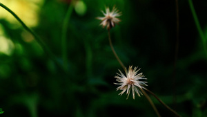 墨西哥雏菊15秒视频