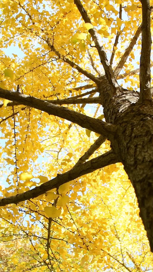 秋天金黄色的银杏叶秋天的颜色12秒视频