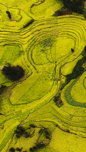 无人机俯拍壮观油菜花田视频旅游景点视频