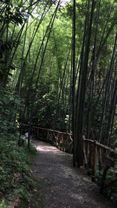 广东清远天子山景区竹林小道视频