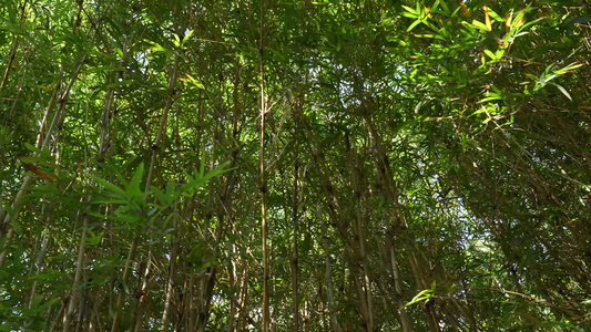 小竹林实拍视频