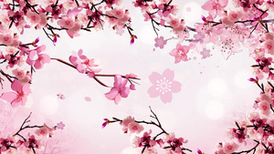 浪漫粉色樱花背景视频20秒视频