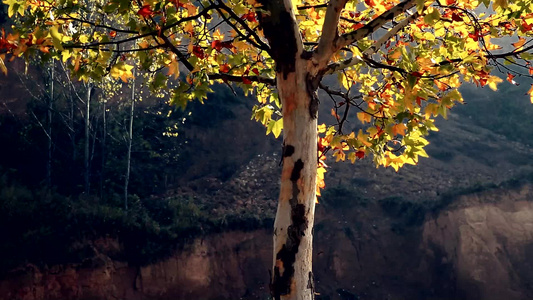 秋天里的风景 秋天落叶视频