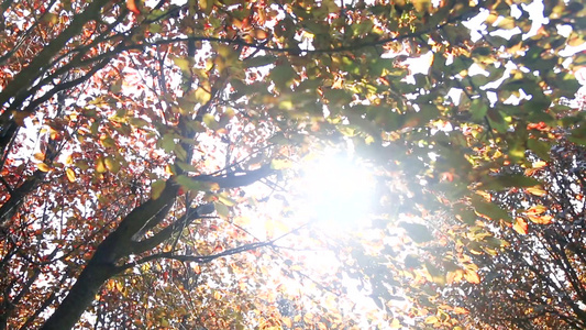 秋天里的风景 秋天落叶视频