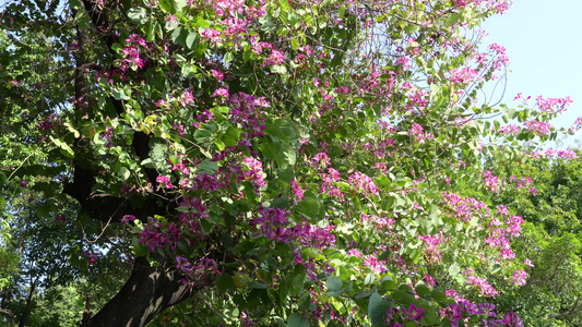 丝木棉花盛开视频