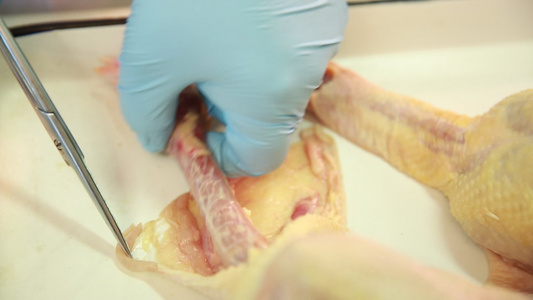 动物学家解剖禽类淋巴腺 视频
