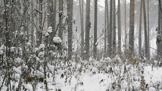 森林降雪视频