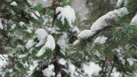 在年轻的松树中降雪视频