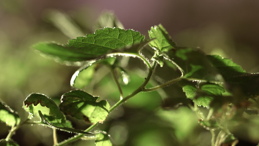 阳光明中的绿叶植物视频