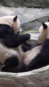 两只打架的熊猫大熊猫视频