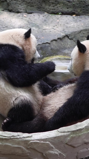 两只打架的熊猫大熊猫106秒视频