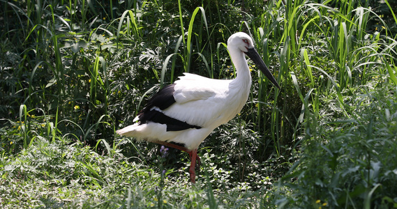 4K拍摄国家一级保护动物东方白鹤合集视频