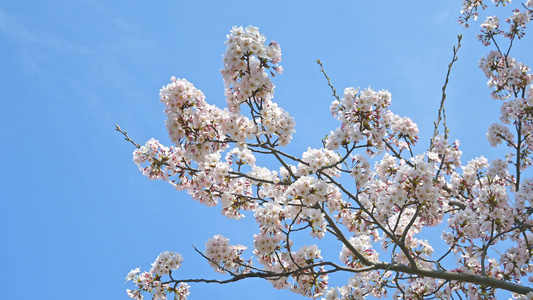 春天蓝色天空背景和盛开的樱花树视频