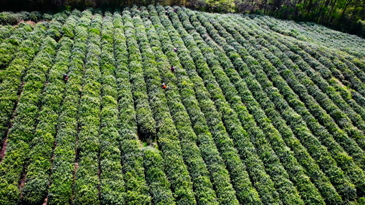 4K航拍春茶茶园茶山茶农采茶茶叶视频