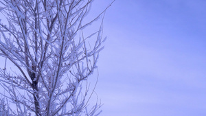 树枝雾凇雪花冰挂特写21秒视频