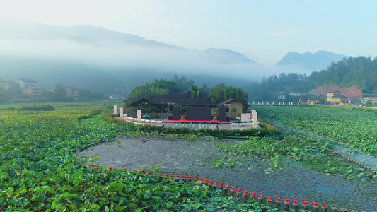 清晨山林风景薄雾风景 4K荷花荷塘夏荷视频