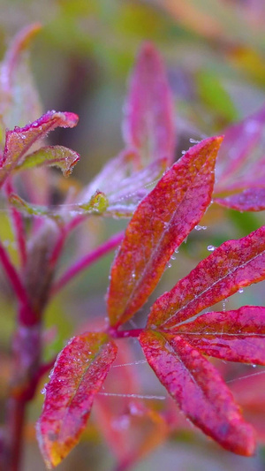深秋红植物上的霜降16秒视频