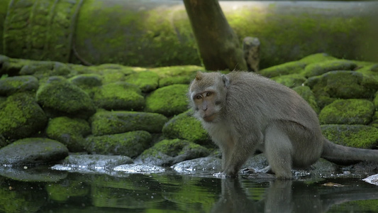 印地安尼西亚森林池塘里猴子森林视频
