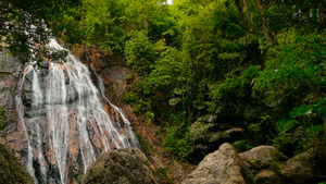 热带国家的丛林景观13秒视频