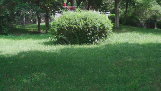 晴天焦作圆通寺建筑草坪视频