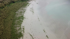 在沿海的空中观察红树林14秒视频