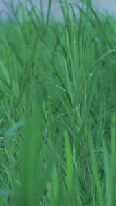 城市春天春季气候变换绿色小草素材花草素材视频