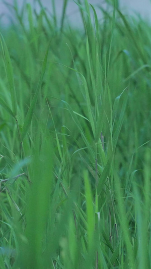 城市春天春季气候变换绿色小草素材花草素材63秒视频