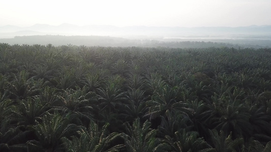 在油棕榈种植园上空空中飞行视频