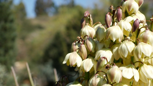 丝兰白花开花，龙舌兰开花天然植物特写背景。美国和墨西哥沙漠和干旱气候的植物。在花园里开花，在美国加利福尼亚州园视频