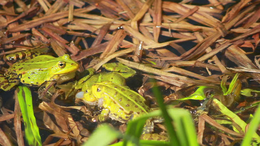 交配季节2的湖上青蛙视频